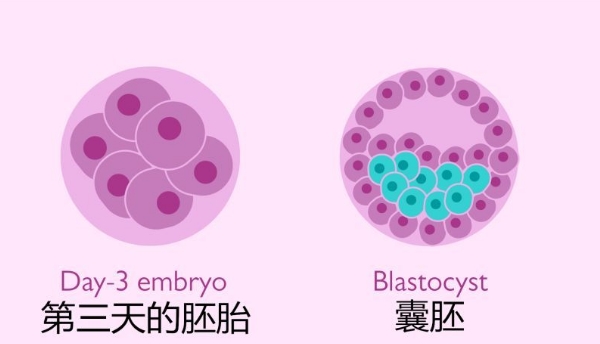 花胶试管