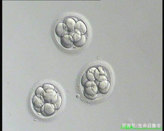 莆田助孕