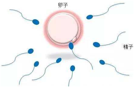 苏州试管婴儿费用