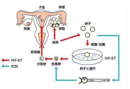 蛋白粉试管