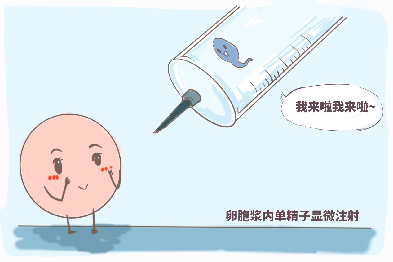 胚胎移植
