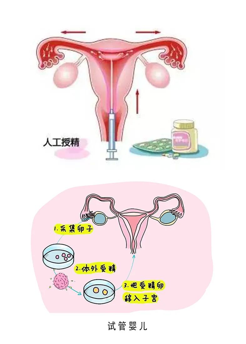 襄胚