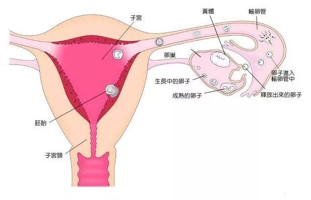 试管9细胞