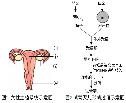 怀孕