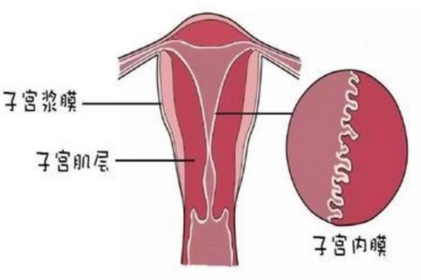 腺肌症不孕